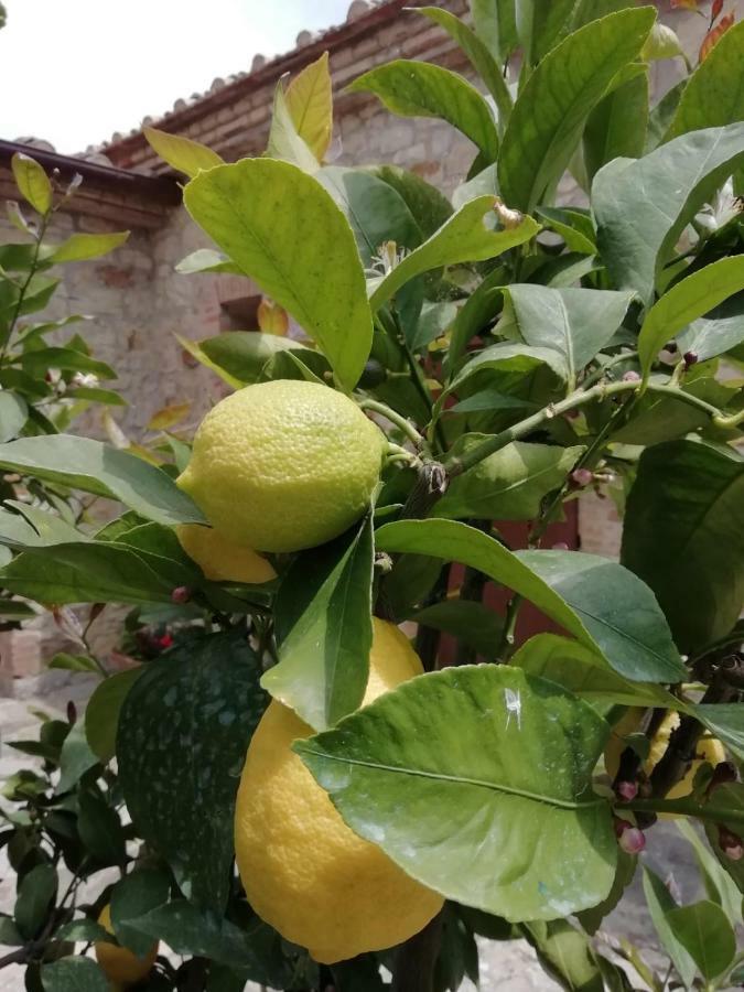 Alojamento de Acomodação e Pequeno-almoço Casagrande